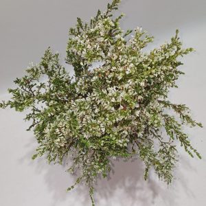 Erica Imbricata White