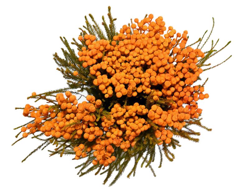 Lanuginosa Yellow (2)