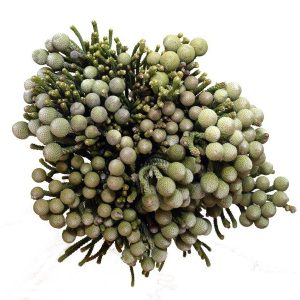 Silver Brunia Natural