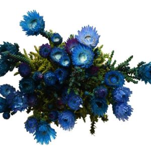 Phaenocoma Dyed - Blue