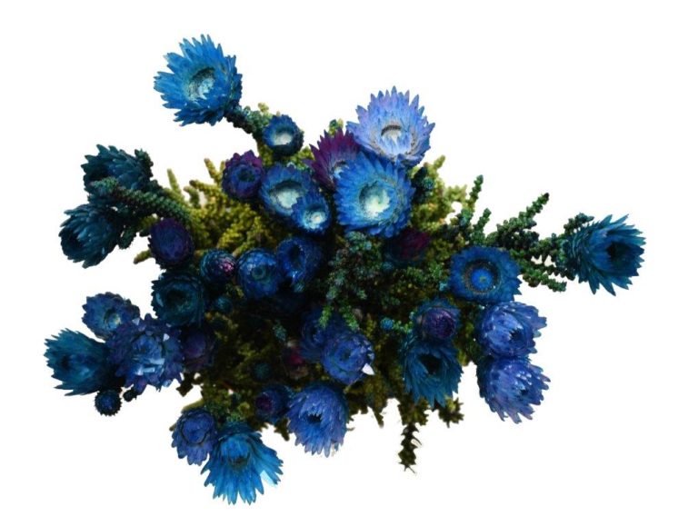 Phaenocoma Dyed - Blue (Jan-Mrt)