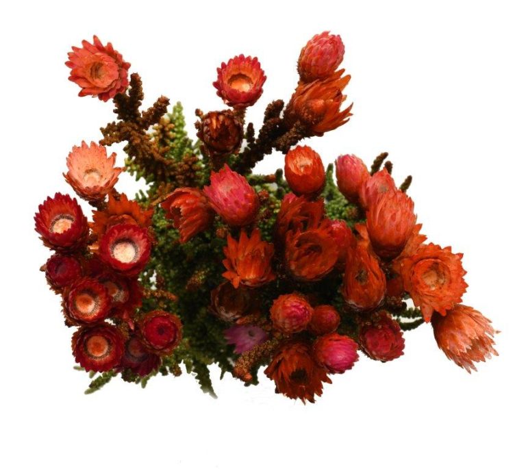 Phaenocoma Dyed - Orange - (Jan-Mrt)