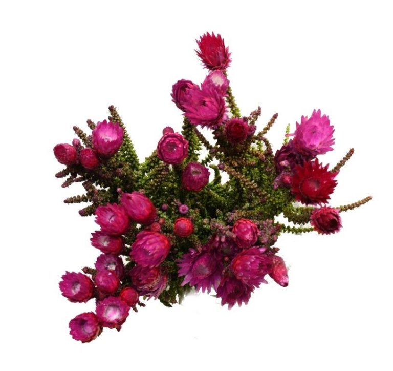 Phaenocoma Dyed - Pink (Jan-Mrt)