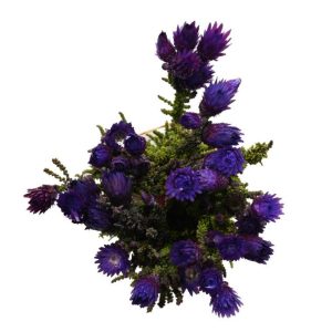 Phaenocoma Dyed - Purple