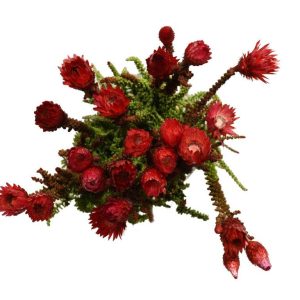 Phaenocoma Dyed - Red