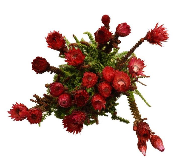 Phaenocoma Dyed - Red (Jan-Mrt)