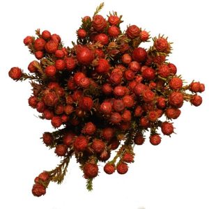 Tortum Female Dyed - Red