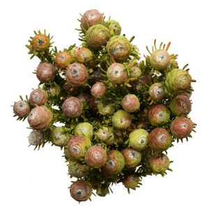 Tortum Female Natural