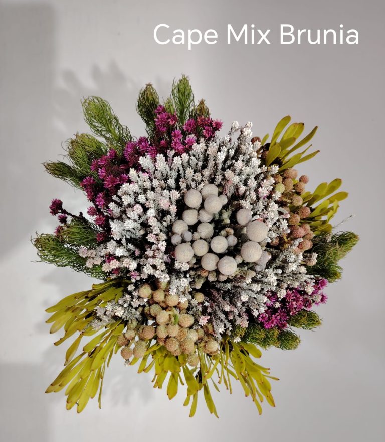 Cape Mix - Premuim 2