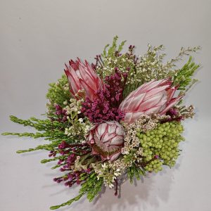 Cynaroides Carousel 1