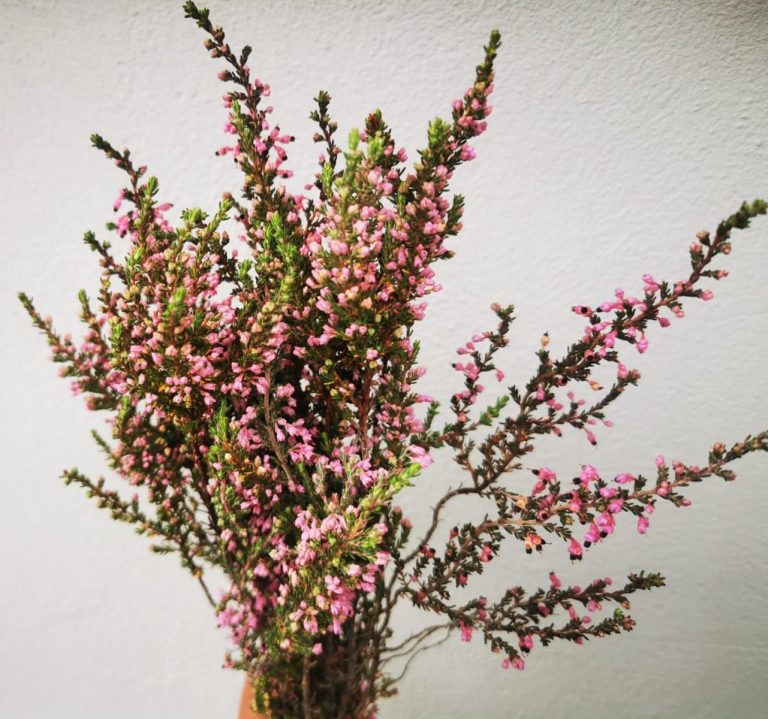 Erica Imbricata Pink
